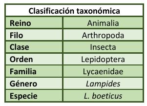 Clasificación taxonómica Lampides boeticus