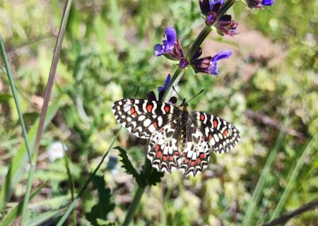Zerynthia rumina