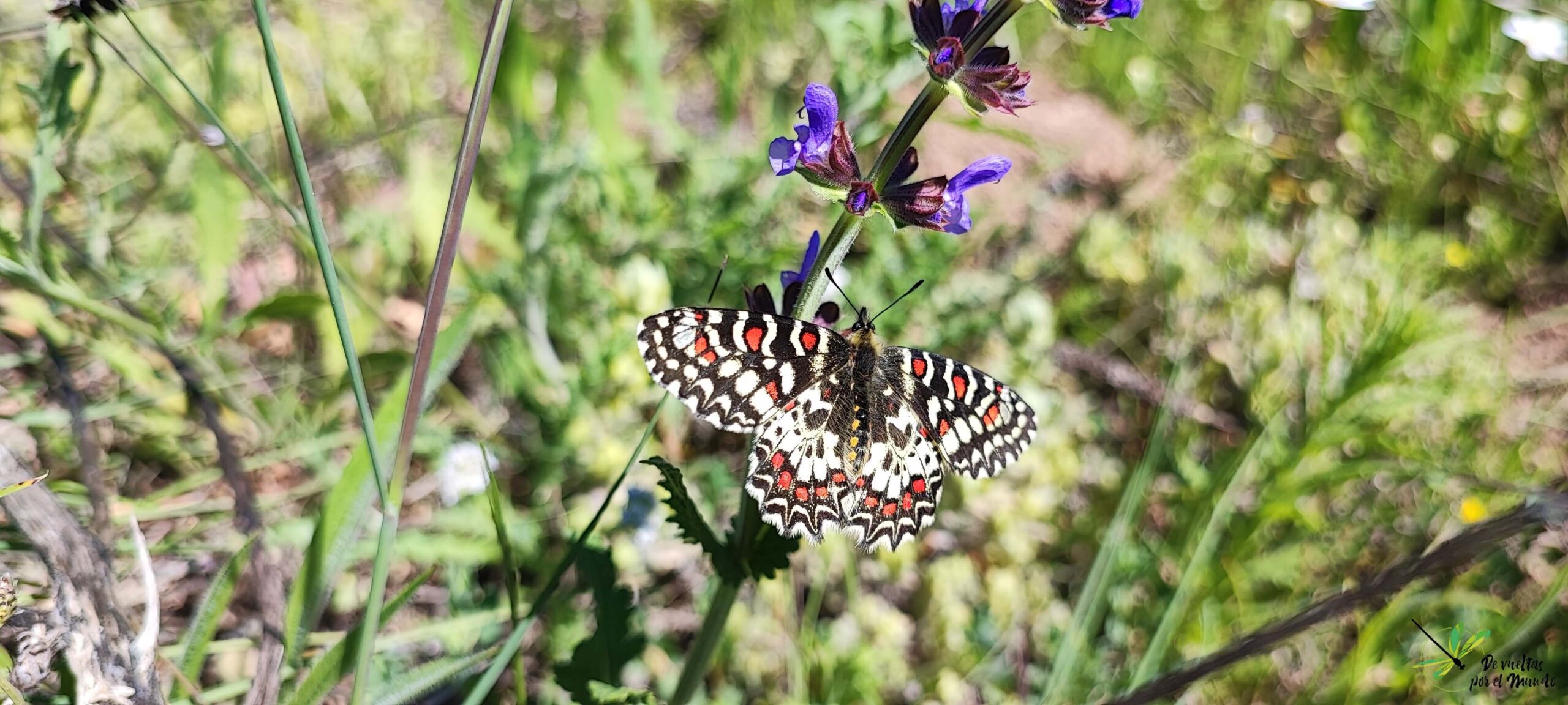 Zerynthia rumina