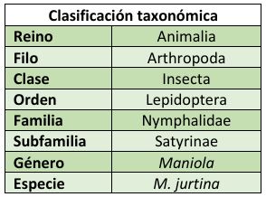 Clasificación taxonómica Maniola jurtina