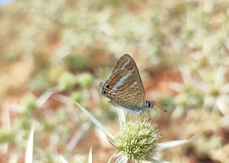 Lampides boeticus
