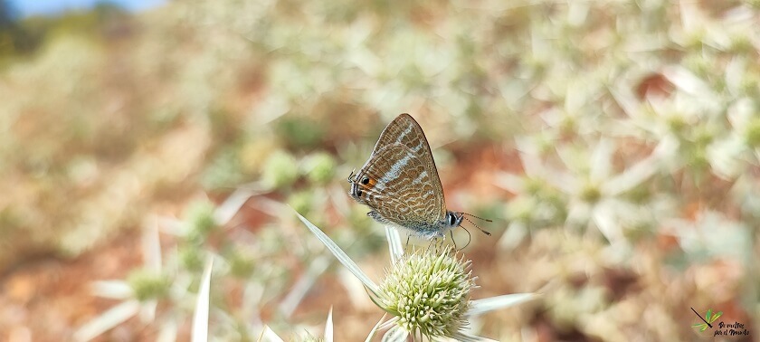 Lampides boeticus