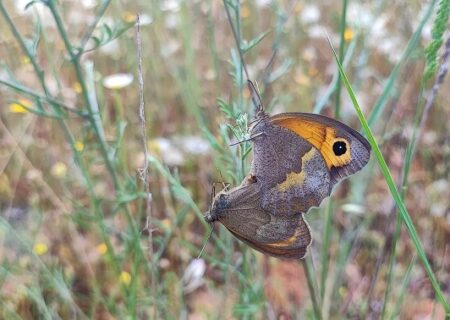 Maniola jurtina