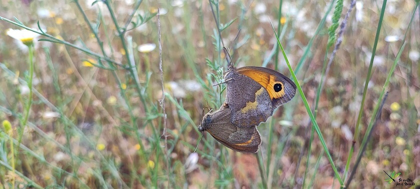Maniola jurtina