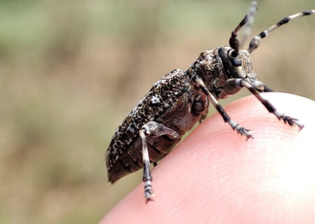 Aegomorphus clavipes