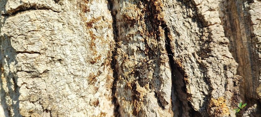 Aegomorphus clavipes