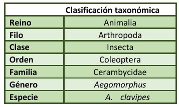 Clasificación taxonómica Aegomorphus clavipes