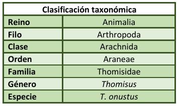 Clasificación taxonómica Thomisus onustus.