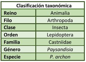 Clasificación taxonómica Paysandisia archon