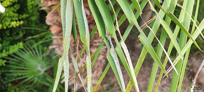 Hojas de Chamaerops humilis mordidas por las larvas. 