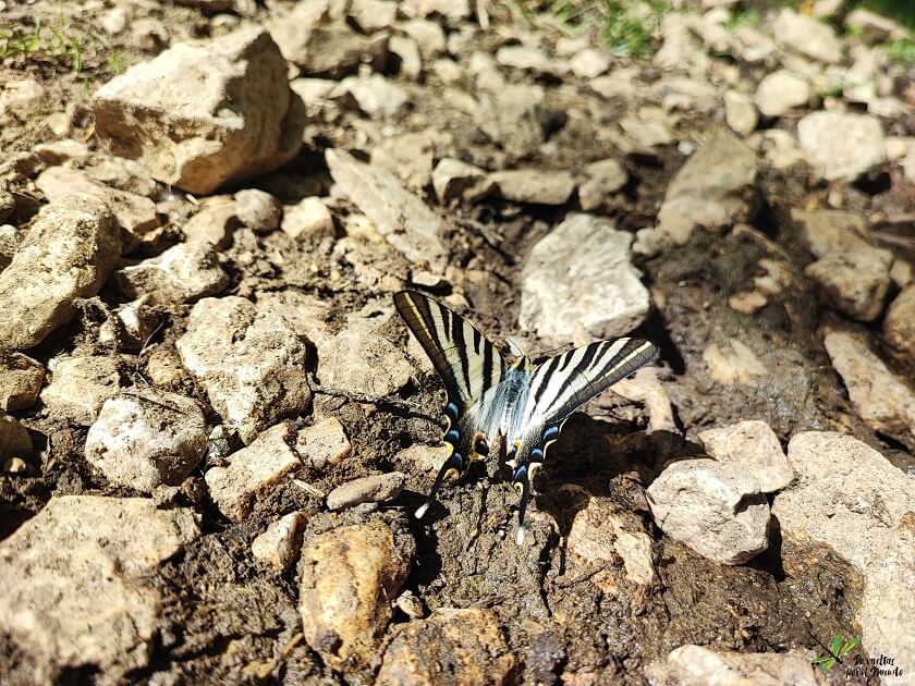 Adulto bebiendo cerca de un río