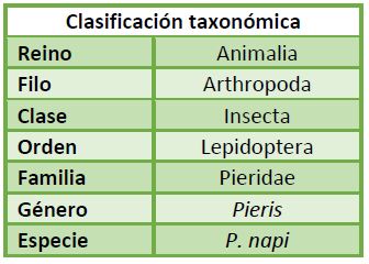 Clasificación taxonómica Pieris napi
