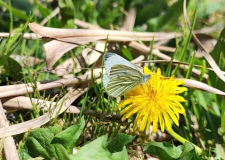 Pieris napi