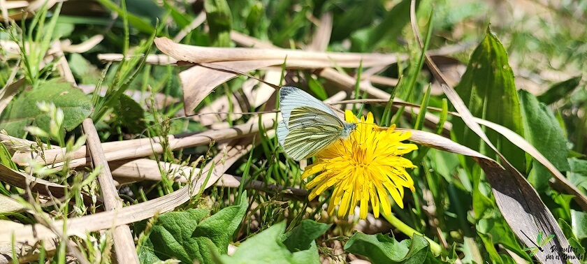 Pieris napi