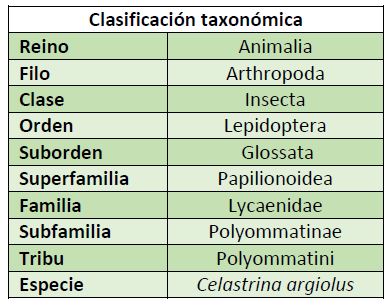 Clasificación taxonómica Celastrina argiolus