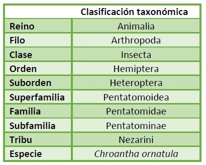 Clasificación-taxonomica-chroantha-ornatula