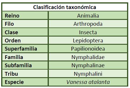 Clasificación taxonómica Vanessa atalanta