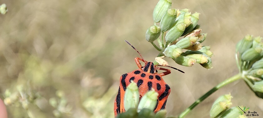 Graphosoma-semipunctatum