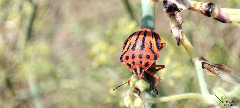 Graphosoma-semipunctatum