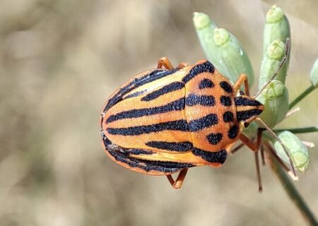 Graphosoma semipunctatum