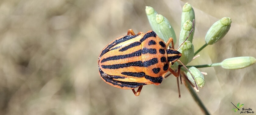 Graphosoma semipunctatum