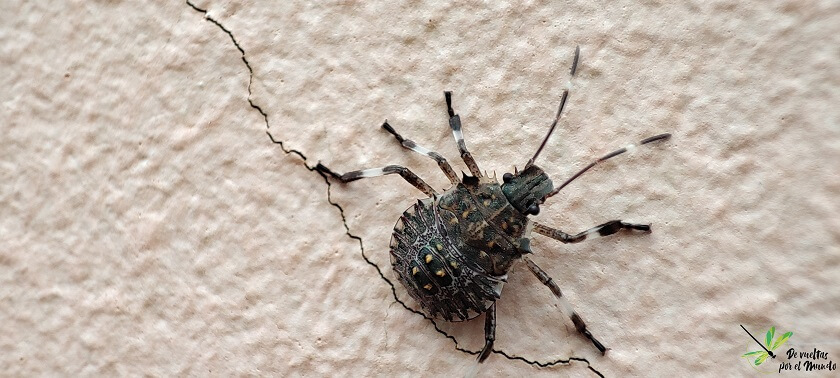 halyomorpha-halys-ninfa