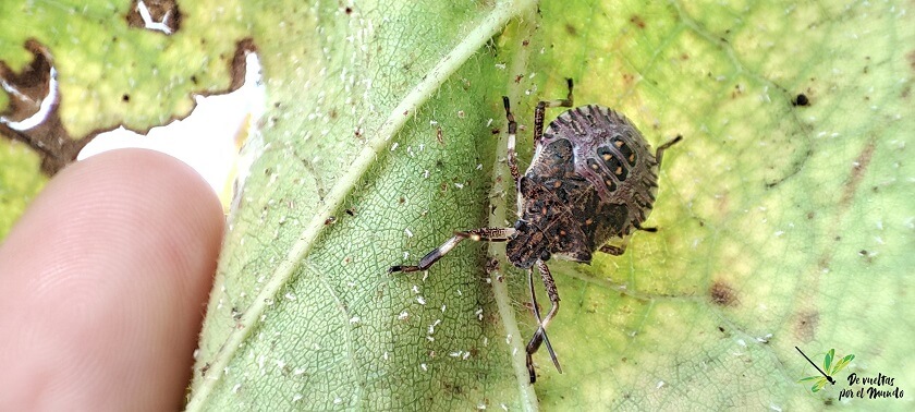 halyomorpha-halys-ninfa