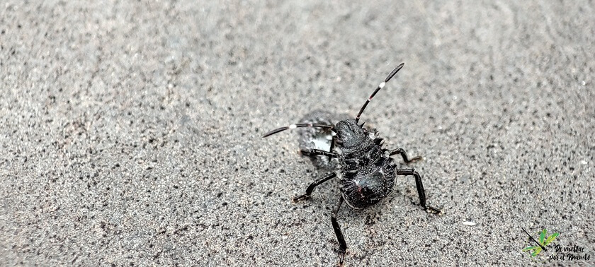 halyomorpha-halys-ninfa