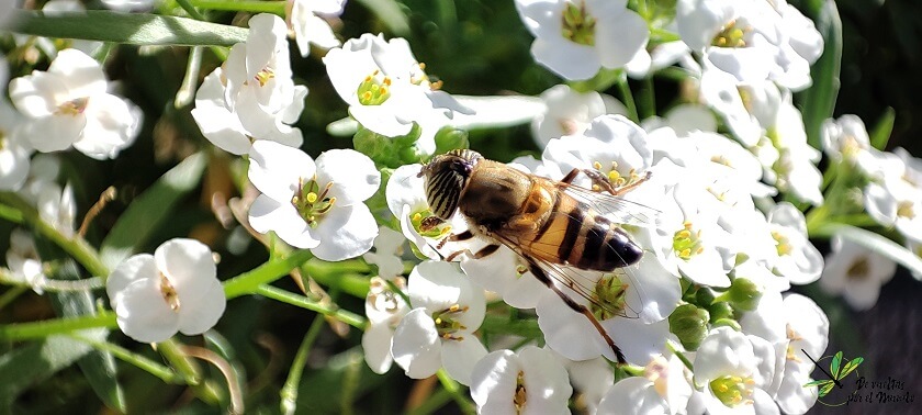 Hembra de Eristalinus taeniops sobre flores de Lobularia
