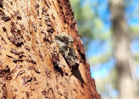 Autographa gamma