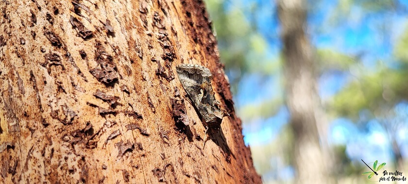 Autographa gamma