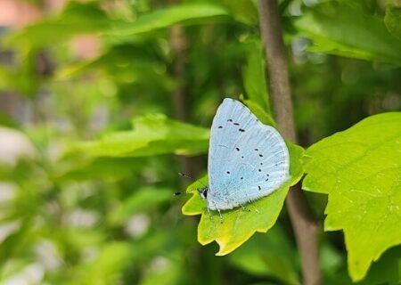 Celastrina argiolus