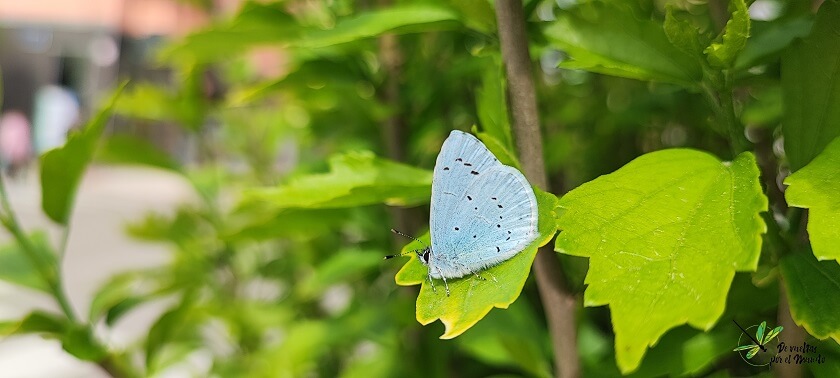 Celastrina argiolus