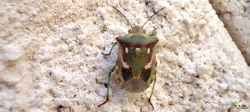 Ejemplar adulto Chroantha ornatula