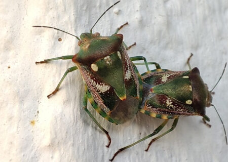 Chroantha ornatula