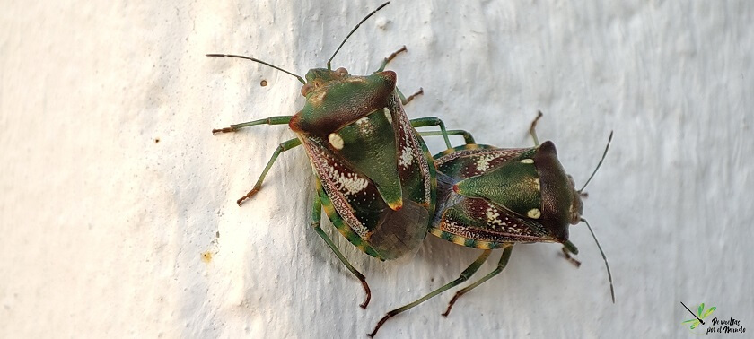 Chroantha ornatula
