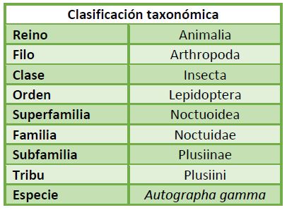 Clasificación taxonómica Autographa gamma