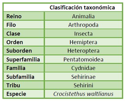 Clasificación taxonómica Crocistethus waltlianus