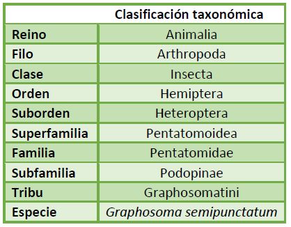 Clasificación taxonómica Graphosoma semipunctatum