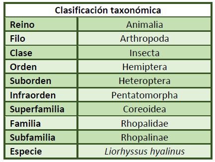 Clasificación taxonómica Liorhyssus hyalinus