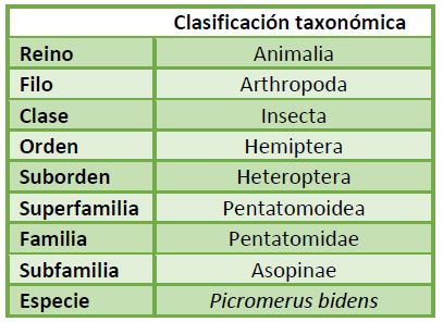 Clasificación taxonómica Picromerus bidens