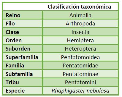 Clasificación taxonómica de Rhaphigaster nebulosa