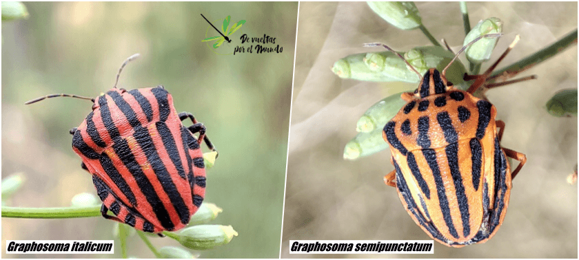 Graphosoma-semipunctatum-italicum