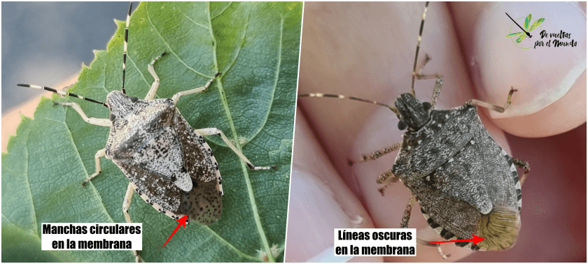 Diferencias entre R.nebulosa y H. halys