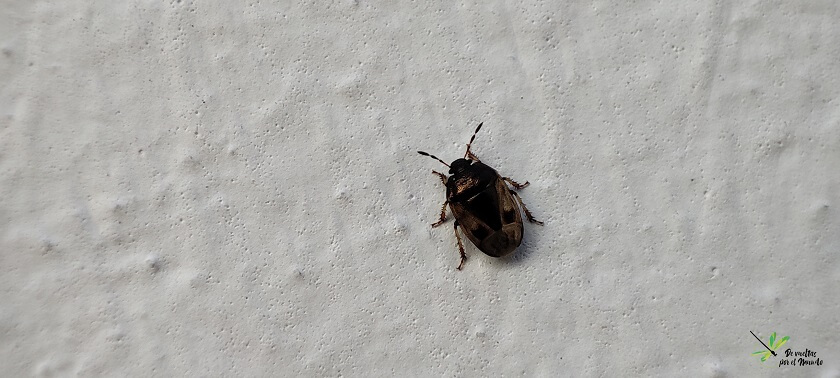 Crocistethus waltlianus sobre una pared blanca