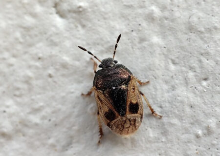 Crocistethus waltlianus