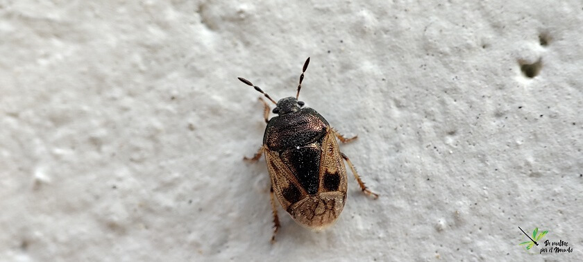 Crocistethus waltlianus