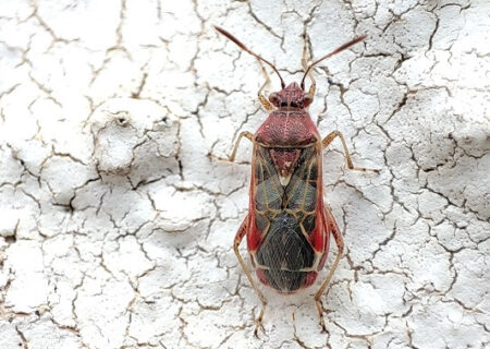 Liorhyssus hyalinus