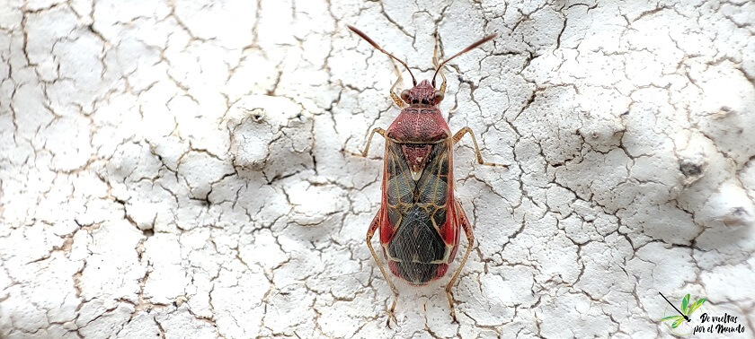 Liorhyssus hyalinus