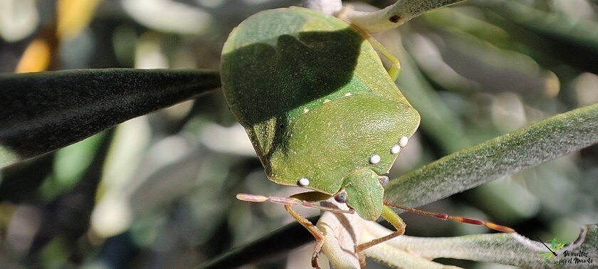 Nezara viridula parasitada por Trichopoda pennipes.